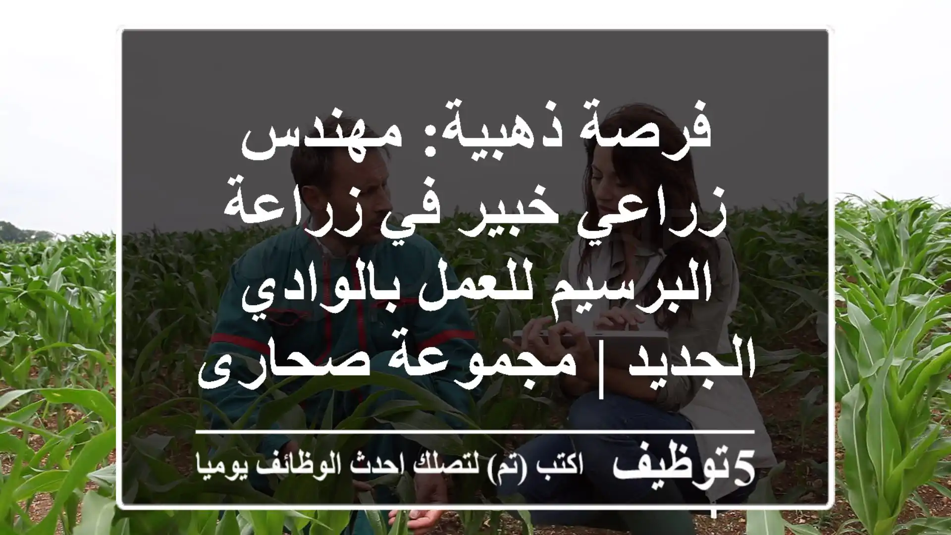 فرصة ذهبية: مهندس زراعي خبير في زراعة البرسيم للعمل بالوادي الجديد | مجموعة صحارى مصر