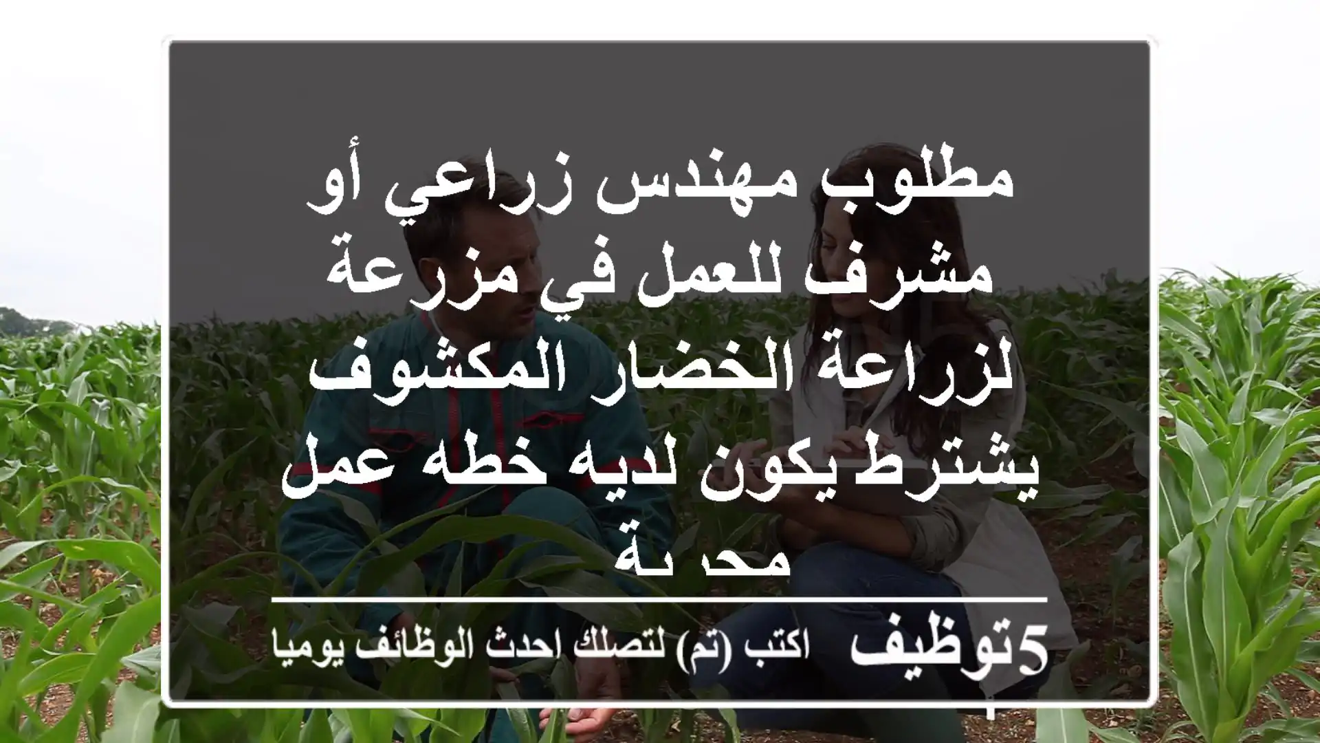 مطلوب مهندس زراعي أو مشرف للعمل في مزرعة لزراعة الخضار المكشوف يشترط يكون لديه خطه عمل مجربة ...